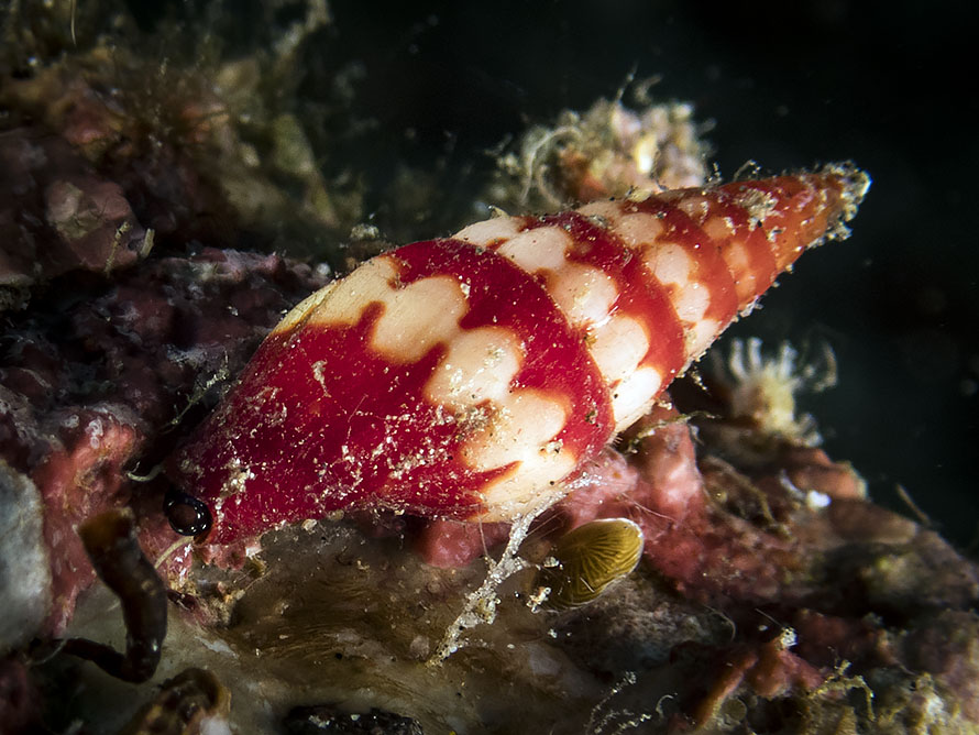 Mitridae 01
